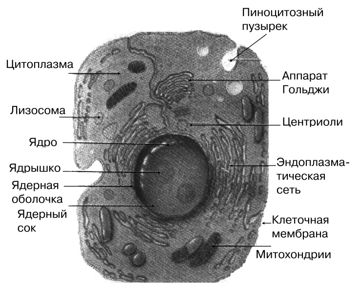 Клетка